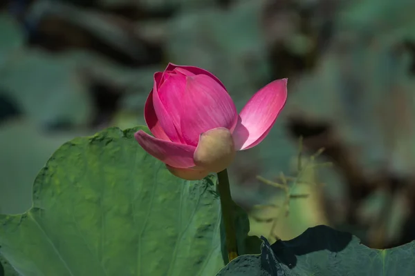 Pink lotus flower blooming in the nature. — Stock Photo, Image