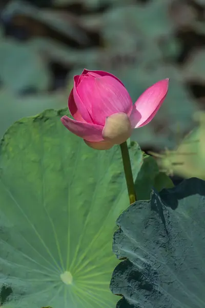 Fleur de lotus rose fleurissant dans la nature . — Photo