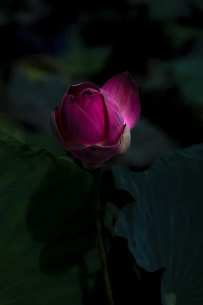 Fiore di loto rosa che fiorisce nella natura . — Foto Stock