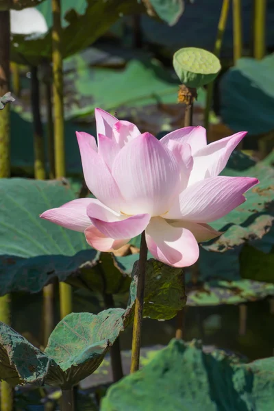 Rosa och vita lotusblomma blommar i naturen. — Stockfoto