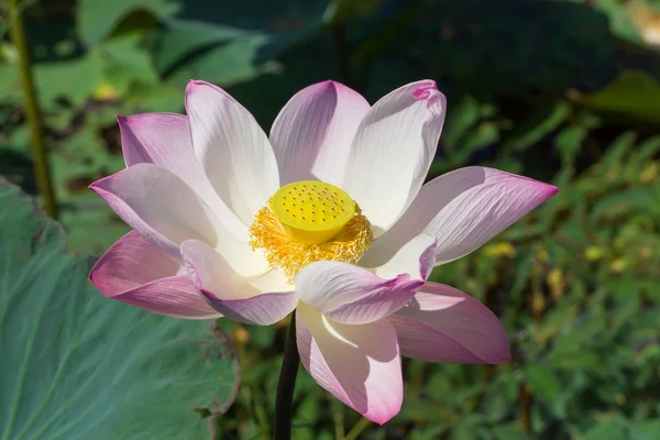 Flor de loto rosa y blanca floreciendo en la naturaleza . — Foto de Stock