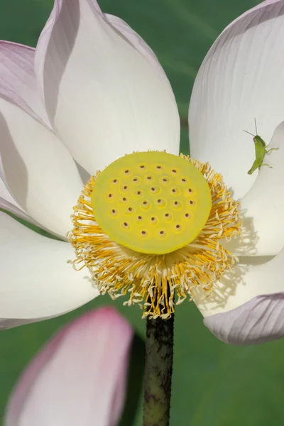 Pink and white  lotus flower blooming in the nature. — Stock Photo, Image