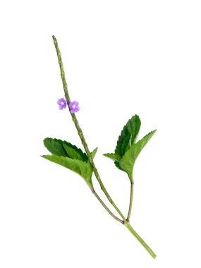 Brezilya çayı yaprakları, piç mine çiçeği, Jamaika sahte veravini, beyaz arka planda Arron 's Rod bitkisi. (Bilimsel adı Stachytarpheta jamaicensis)
