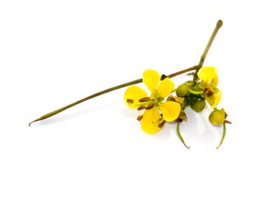 Beyaz arkaplanda Cassod ağacı veya Senna siamea çiçeğini kapat.