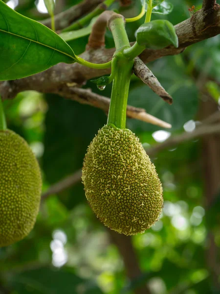 Chiudi Jackfruit Crudo Albero — Foto Stock