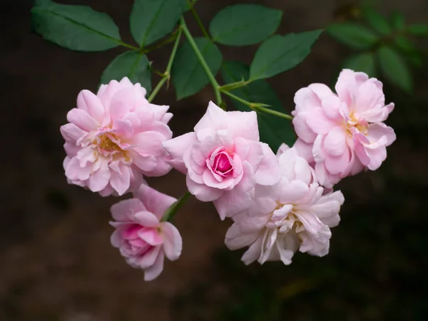 Zavřít Růžové Damask Rose Květiny Rosa Damascena — Stock fotografie