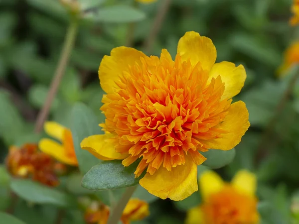 Close Flor Portulaca Nome Científico Portulaca Oleracea — Fotografia de Stock