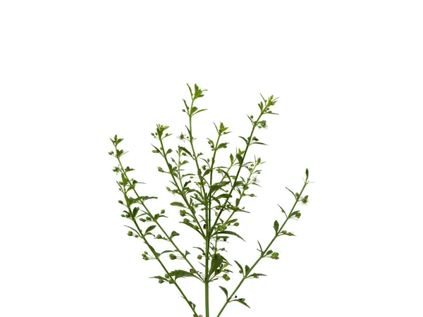 Close Grass Macao Tea Sweet Broomweed White Background Scientific Name — Stock Photo, Image