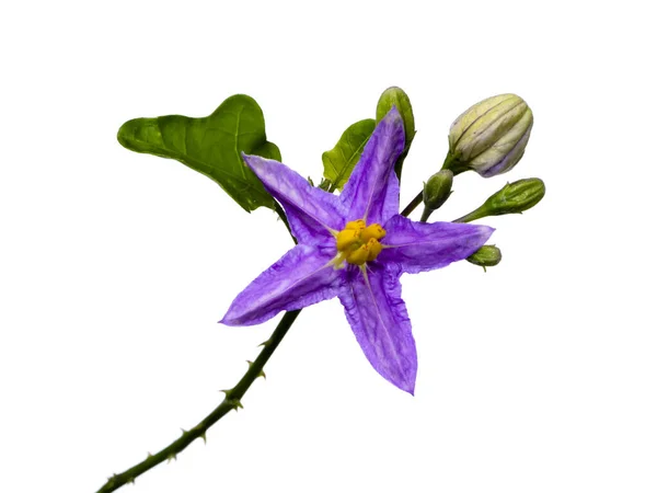 Zamknij Kwiat Brinjal Białym Tle Nazwa Naukowa Solanum Indicum — Zdjęcie stockowe