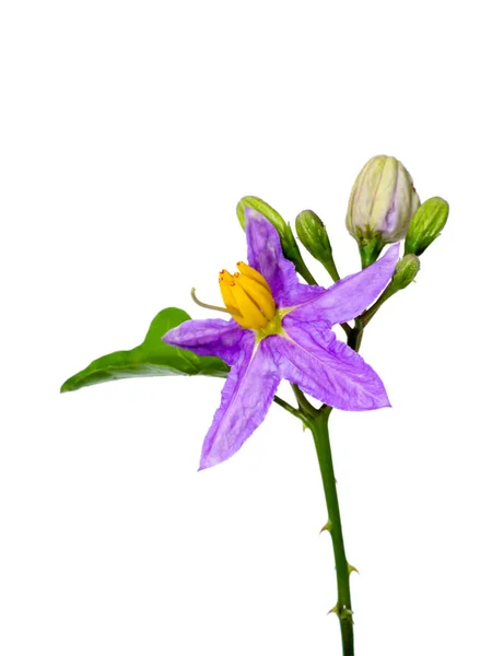 Zamknij Kwiat Brinjal Białym Tle Nazwa Naukowa Solanum Indicum — Zdjęcie stockowe
