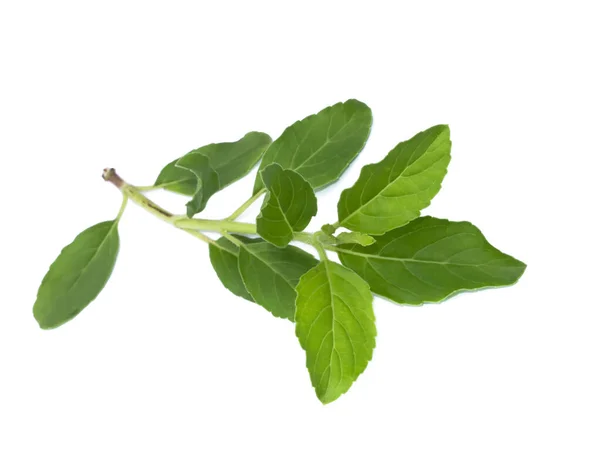 Close Holy Basil Thai Basil Leaf White Background Scientific Name — Stock Photo, Image