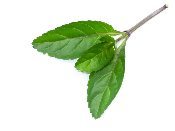 Leaves Brazilian Tea Bastard Vervain Jamaica False Veravin Arron Rod — Stock Photo, Image