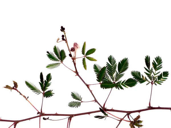 Primer Plano Hojas Plantas Sensibles Rama Sobre Fondo Blanco Nombre —  Fotos de Stock