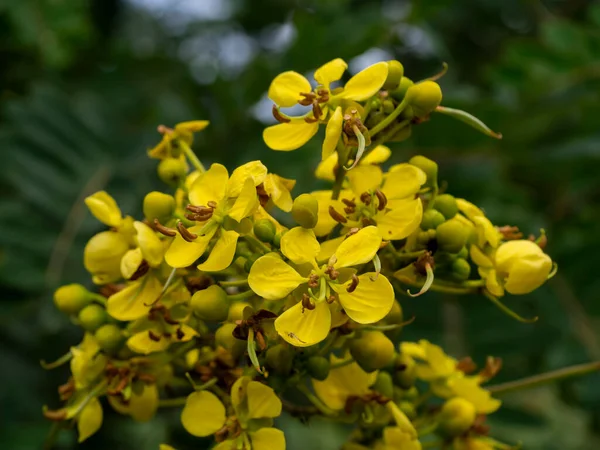 Close Flower Cassod Tree Senna Siamea Blur Background — Stock Photo, Image