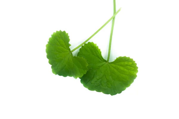 Close Leaves Centella Asiatica Asiatic Pennywort Centella Asiatica Linn Urban — Stock Photo, Image