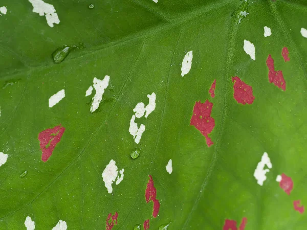 Primer Plano Caladium Bicolor Hojas Fondo —  Fotos de Stock