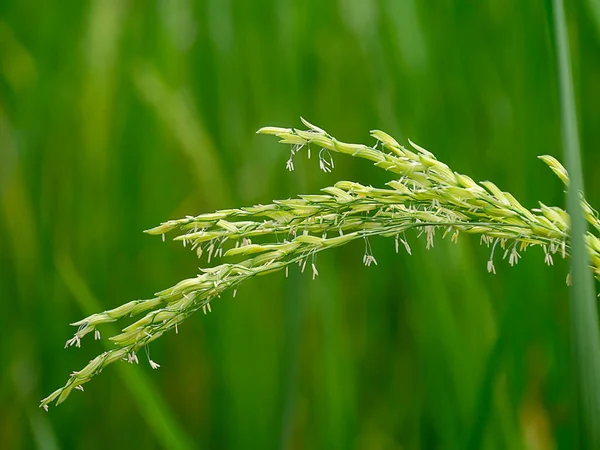 Fechar Flor Arroz Com Fundo Desfocado — Fotografia de Stock