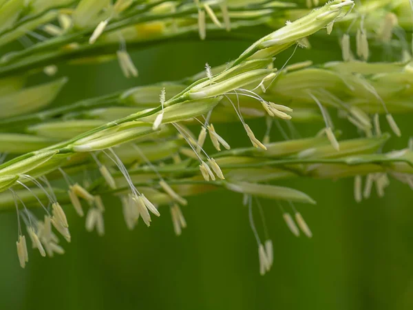 背景がぼやけている花粉の米の花を閉じます — ストック写真