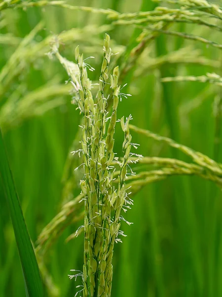 Fermer Fleur Riz Avec Fond Flou — Photo