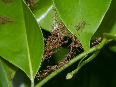 Rad Ants 'ın birliği yaprak yuvaları inşa ediyor. (Bilimsel adı Oecophylla smaragdina)