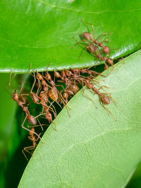 Rad Ants 'ın birliği yaprak yuvaları inşa ediyor. (Bilimsel adı Oecophylla smaragdina)