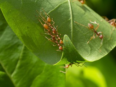 Rad Ants 'ın birliği yaprak yuvaları inşa ediyor. (Bilimsel adı Oecophylla smaragdina)