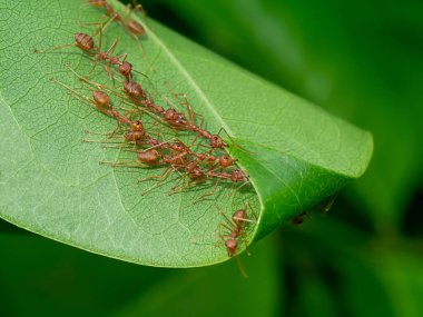 Rad Ants 'ın birliği yaprak yuvaları inşa ediyor. (Bilimsel adı Oecophylla smaragdina)