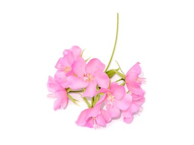 Beyaz arka planda Dombeya ağacının pembe çiçeği.