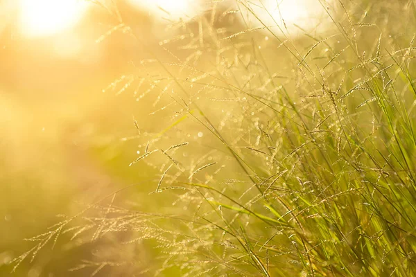 Sluiten Bloem Gras Met Licht Wazig Achtergrond — Stockfoto