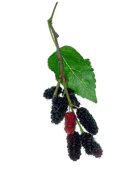 Mulberry Fruit Branch Leaf White Background — Stock Photo, Image