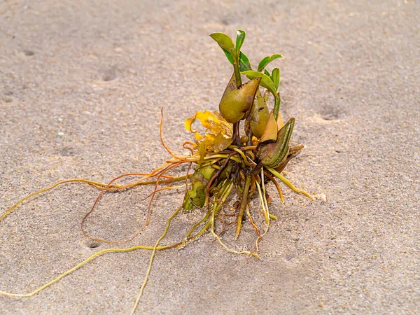 Close Seed Growing Roots Beach — Stock Photo, Image