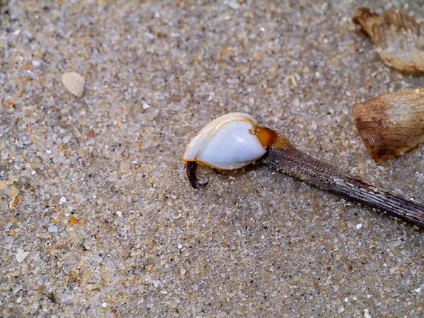 Close Barnacle Sand — Stock Photo, Image