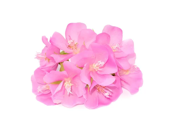 白地にドムベヤのピンクの花 — ストック写真