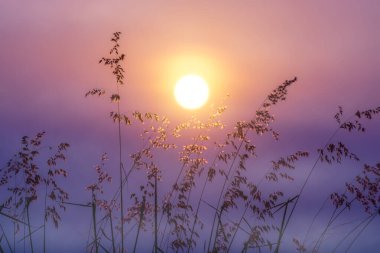 Altın çağdaki güneş Çiçekli otlarla.