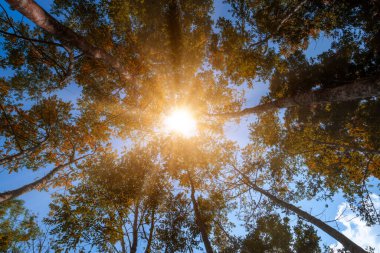 Güneş ışığı ve gökyüzü arkaplanı olan kauçuk ağacın altında