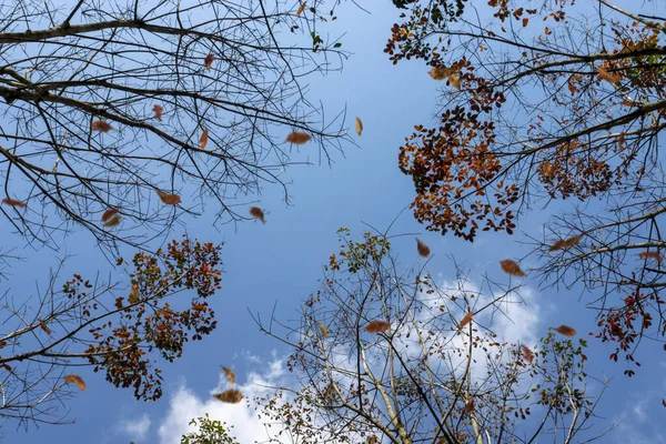 在落叶蓝天背景的橡胶树下 — 图库照片