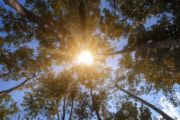 Bajo Vista Árbol Goma Con Luz Solar Fondo Del Cielo —  Fotos de Stock