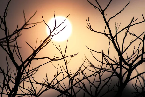 Силуэт Ветви Солнцем Светом — стоковое фото