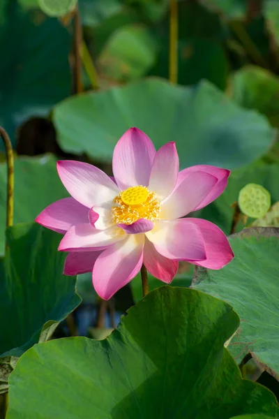 Fermer Fleur Lotus Avec Feuille Verte Sur Fond Flou — Photo