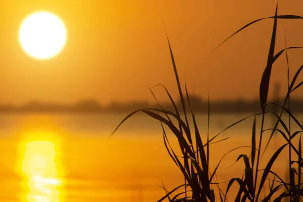 Silhuett Gräs Löv Med Solnedgång Himlen Vid Sjön Gyllene Tid — Stockfoto