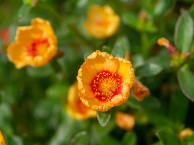 Portekiz çiçeğini kapat (Bilimsel adı Portulaca oleracea).