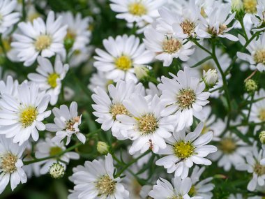 Marguerite Daisy Çiçeği, Michaelmas Daisy, Boston ya da Paris Daisy, Cobbity Daisy. (Bilimkurgu adı Argyranthemum frutescens (Kasımpatı fructescens))