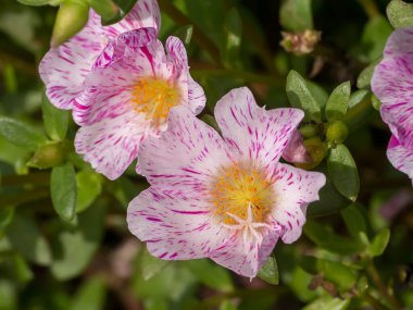 Portekiz çiçeğini kapat (Bilimsel adı Portulaca oleracea).