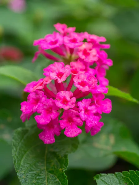 Zblízka Růžová Lantana Camara Květiny — Stock fotografie