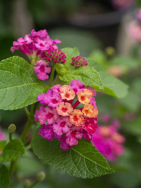 ピンクのランタナの花のクローズアップ — ストック写真