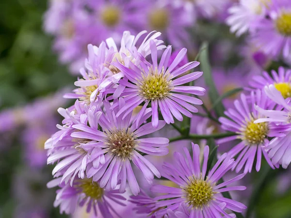 Nahaufnahme Marguerite Daisy Blume Michaelmas Daisy Boston Oder Paris Daisy — Stockfoto