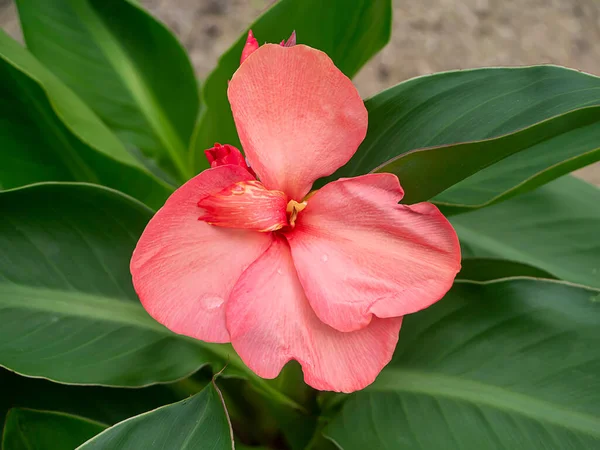 Close Indian Shot Flower Canna Indica Blur Background — Stock Photo, Image