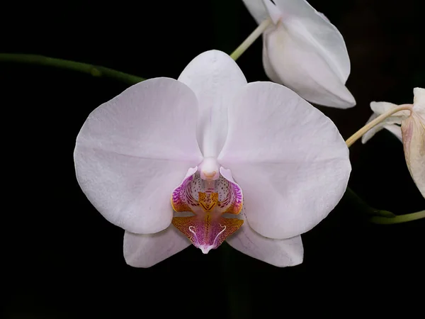 Biała Orchidea Kwiat Phalaenopsis Ciemnym Tle — Zdjęcie stockowe