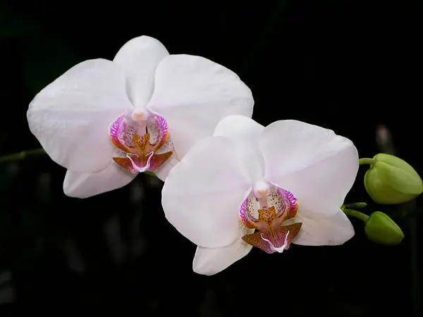 Bílá Orchidej Phalaenopsis Květ Tmavým Pozadím — Stock fotografie