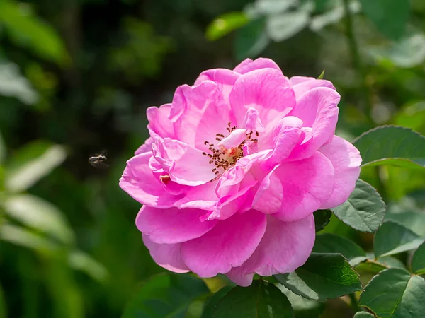 Pink Damask Rose Flower Rosa Damascena — Stock fotografie